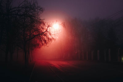 Silhouette of trees by road at night