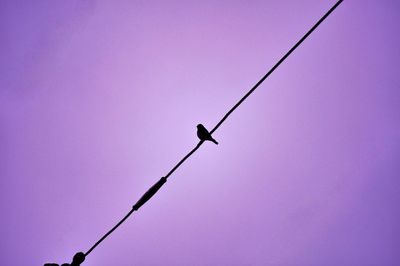 Bird sitting on a wire