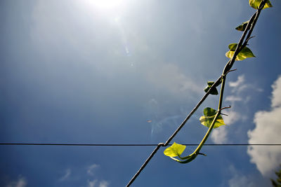 Low angle view of plant against sky on sunny day