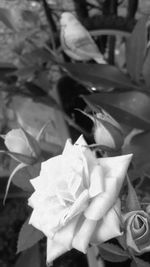 Close-up of flowers blooming outdoors