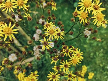 High angle view of yellow flowering plants