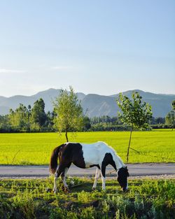 Horse standing on field against sky