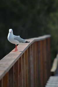 Seagull perching on railing