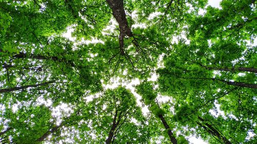 Low angle view of trees in forest