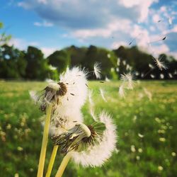 Close-up of dandelion flower