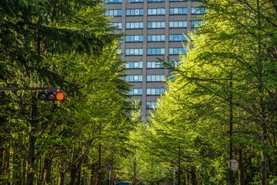 Low angle view of trees in city