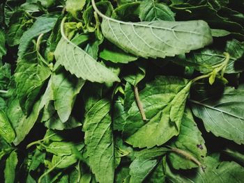 Full frame shot of fresh green leaves