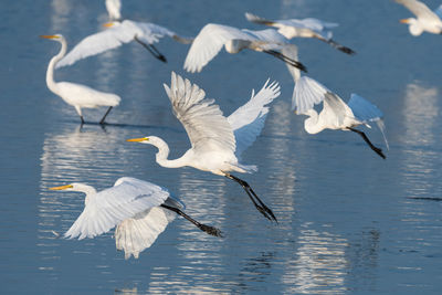 Seagulls flying over lake