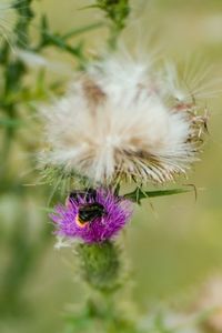 Close-up of purple flower