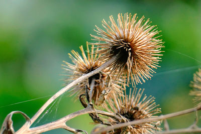 Close-up of dried plant
