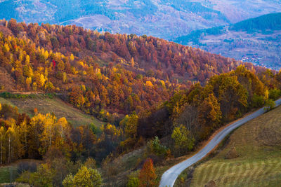 View of road passing through forest