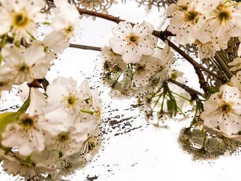 Low angle view of tree branch