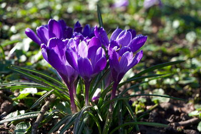 Close-up of purple crocus flowers on field