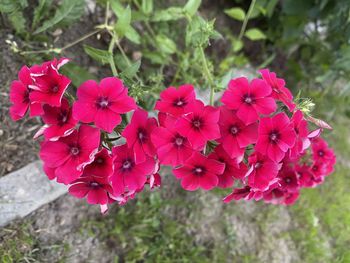 Close-up of pink flowering plant