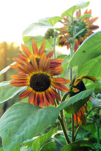 Close-up of flower blooming against sky