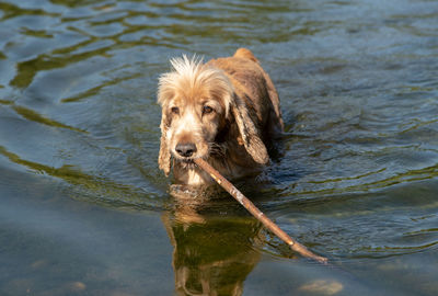 Portrait of golden retriever in lake