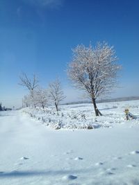 Bare tree on snow covered field against sky