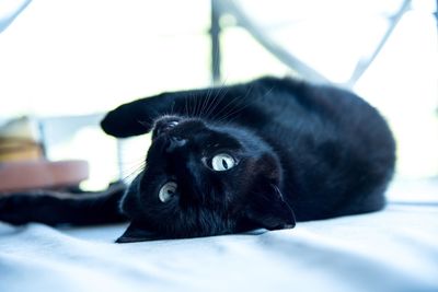 Close-up portrait of black cat lying on floor