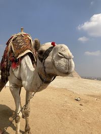 Camel in egypt 