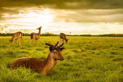 Horses in a field