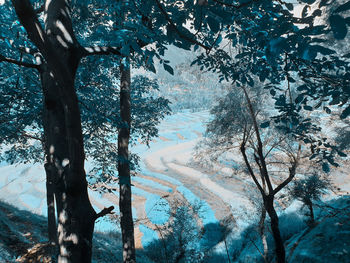 Trees in forest during winter