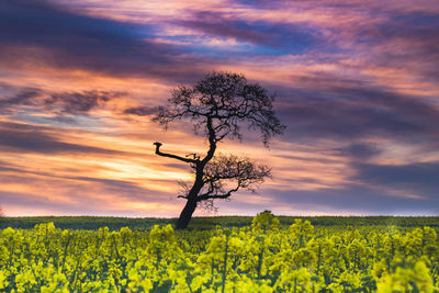 Scenic view of field against sky during sunset