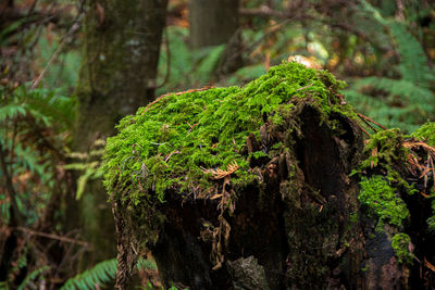 Close-up of moss growing on tree stump in forest