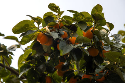 Low angle view of fruits growing on tree against sky