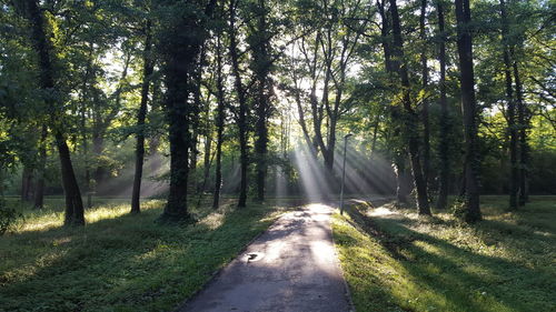 Road passing through forest