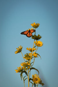 Monarch butterfly on plant against clear sky