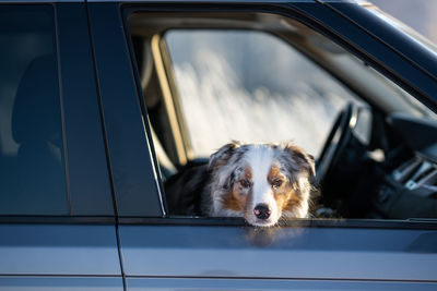 Car travel with pets in winter. dog is in the car. australian shepherd looks out of the car window