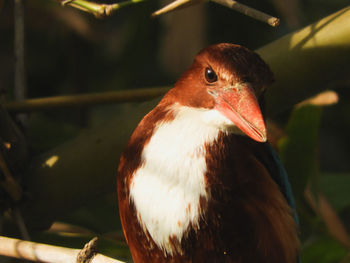 Close-up of white throated kingfisher