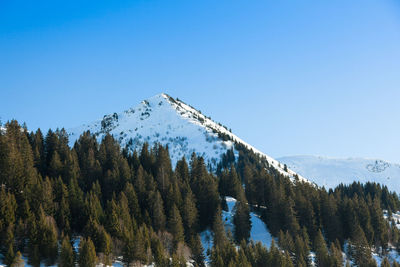 Panoramic view of pine trees on mountain against sky