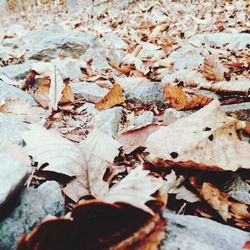 Close-up of leaves on ground