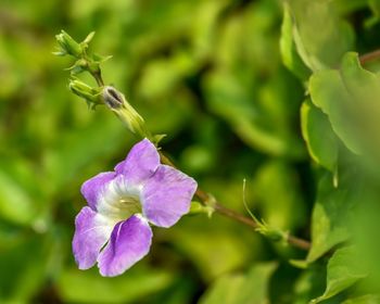 Close-up of purple flowering plant