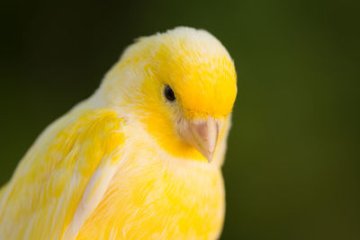 Close-up of a bird against blurred background