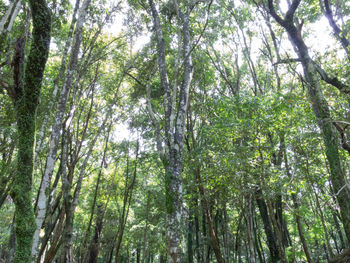 Low angle view of bamboo trees in forest