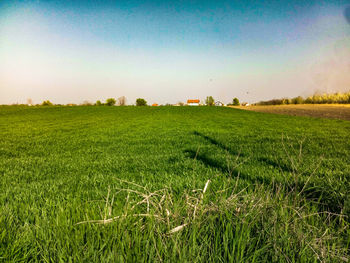 Scenic view of agricultural field against clear sky