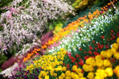 Flowers growing on tree