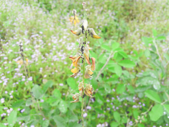 Close-up of plant