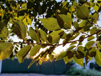 Close-up of green leaves on plant