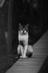 Portrait of cat sitting on wood