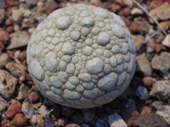 High angle view of a pebbles