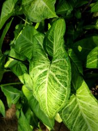 Close-up of green leaves