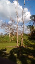 Bare trees on grassy field against cloudy sky