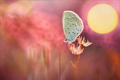 Close-up of butterfly pollinating flower