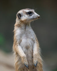 A meerkat on guard.