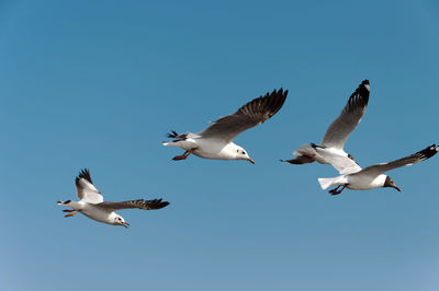 Low angle view of seagull flying against blue sky