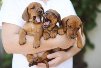 Midsection of woman holding puppies