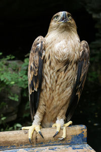 Close-up of owl perching on wood